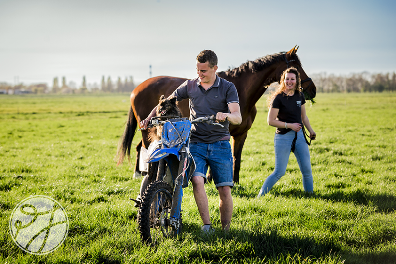 Fotoshoot met paarden en honden in Hazerwoude-Dorp 3